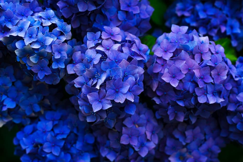 Hortensii albastre-violet cu inflorescențe bogate